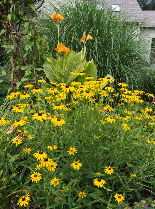Black-eyed Susan and Canna Lily
