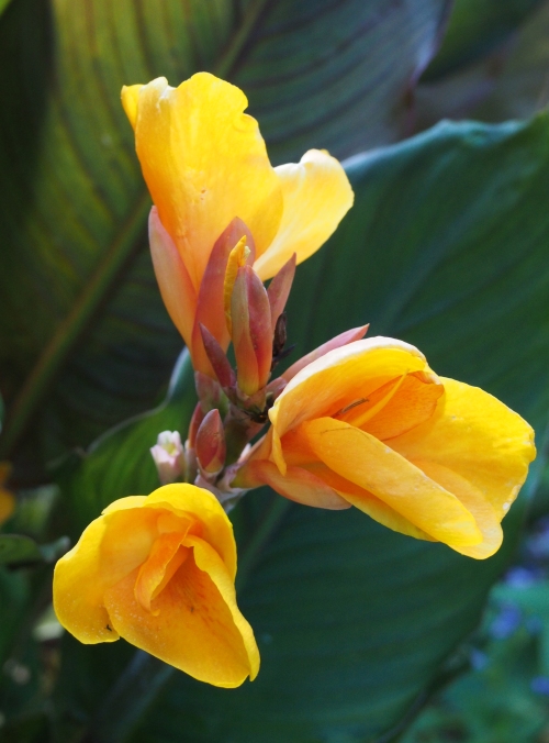 Yellow Canna Lily with Green Leaves