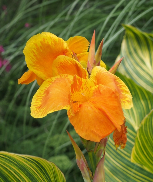 Yellow Canna Lily with Green Striped Leaves